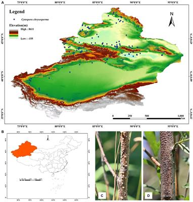Prediction of the potential geographical distribution of Cytospora chrysosperma in Xinjiang, China under climate change scenarios